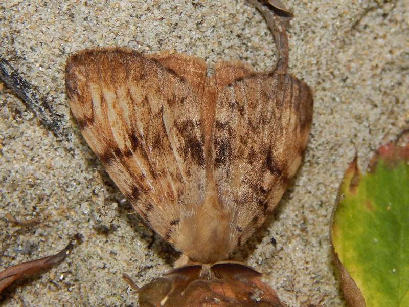 Lymantria dispar maschio